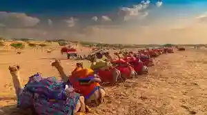 Row of colourfully decorated camels resting on the desert sand near Jaisalmer